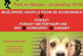 Przygarnij Burka 6