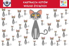 Akcja kastracji kotów wolno żyjących