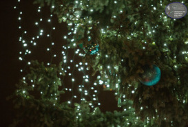 Iluminacje świąteczne w mieście Piła.