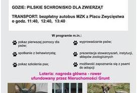 10. Przygarnij Burka i Kocurka