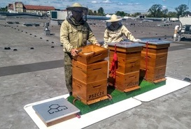 Pszczoły zamieszkały na dachu VIVO! Piła