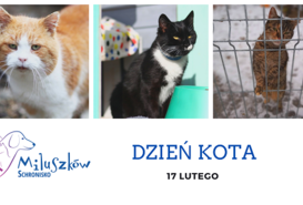 Koty w schronisku również obchodzą swoje święto Dzień Kota - czyli: 'Nie kupuj, adoptuj'! 