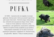 Ilustracja: Przygarnij Burka 8 - psy do adopcji